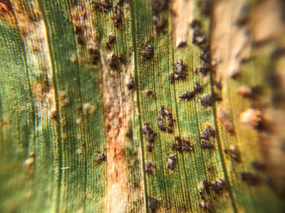 TAR SPOTS IN CORN